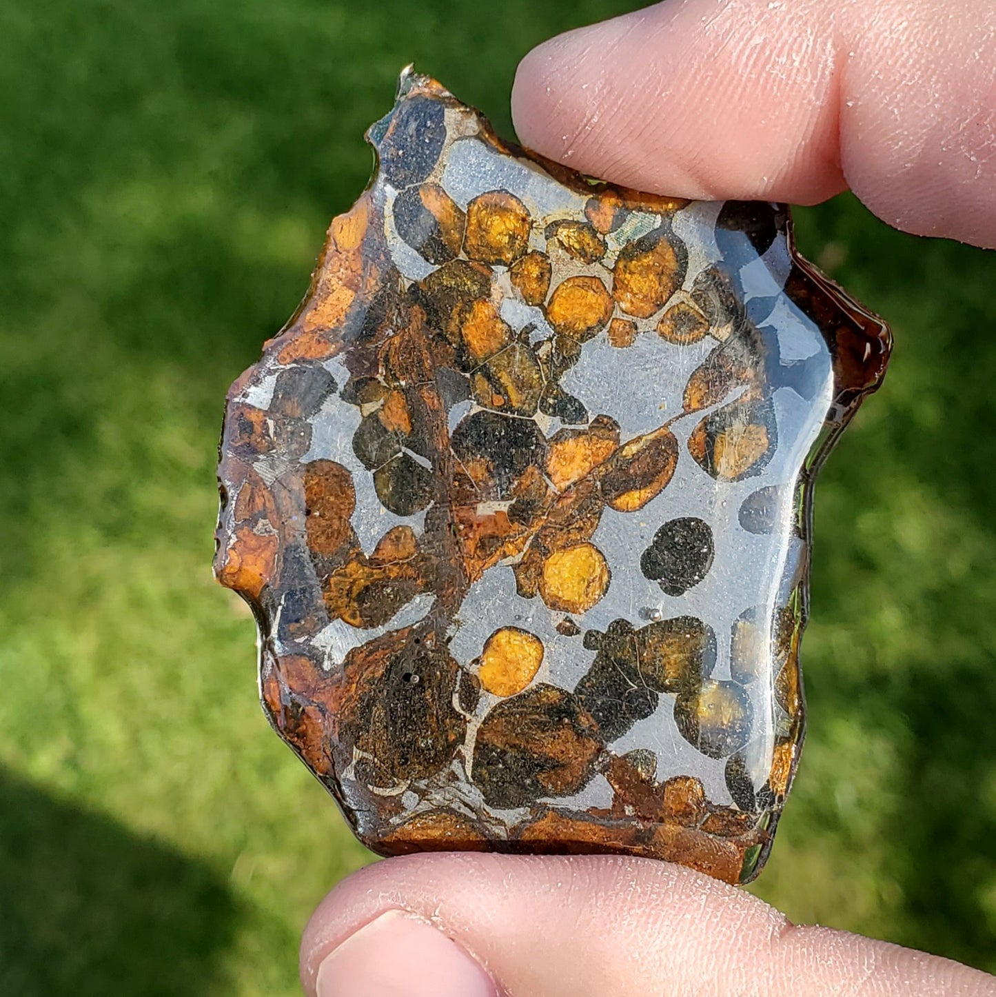 Sericho Pallasite Meteorite Large Slice Specimen MSK2