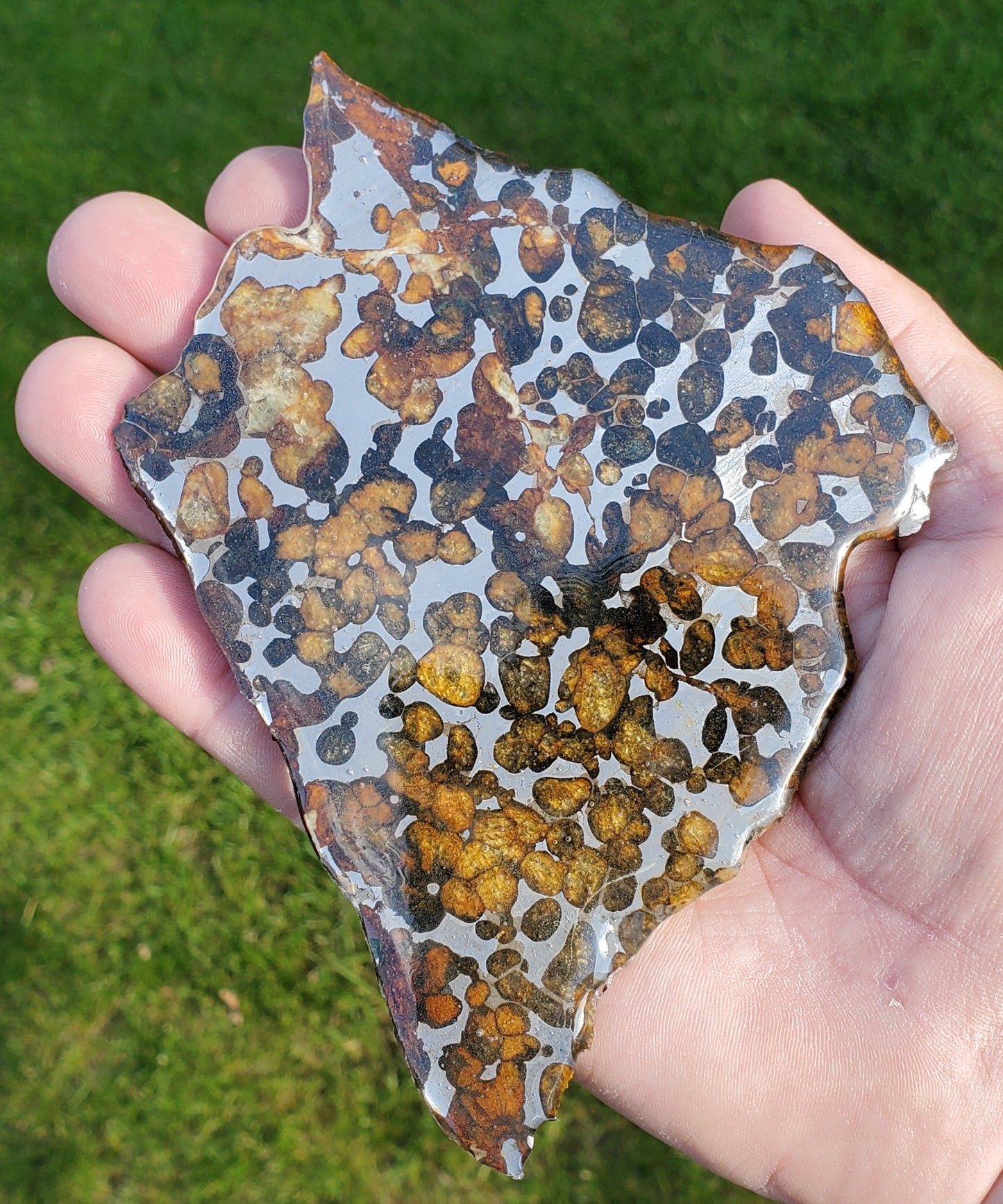 Sericho Pallasite Meteorite Large Slice Specimen MSK1