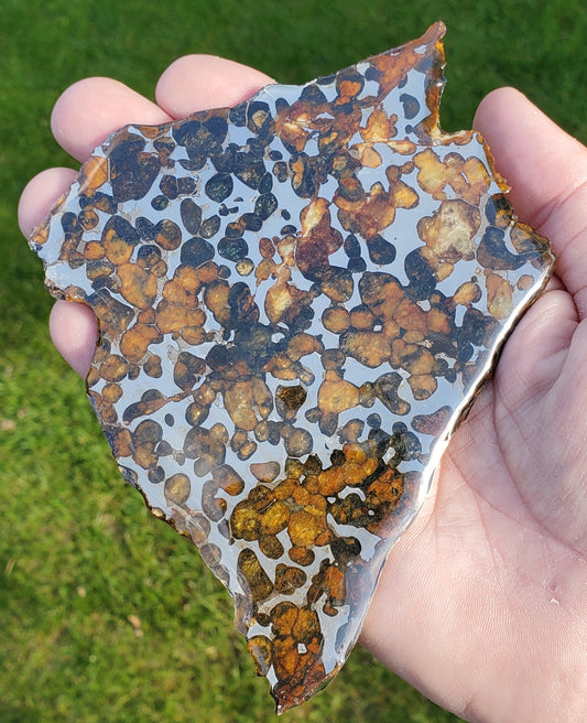 Sericho Pallasite Meteorite Large Slice Specimen MSK1