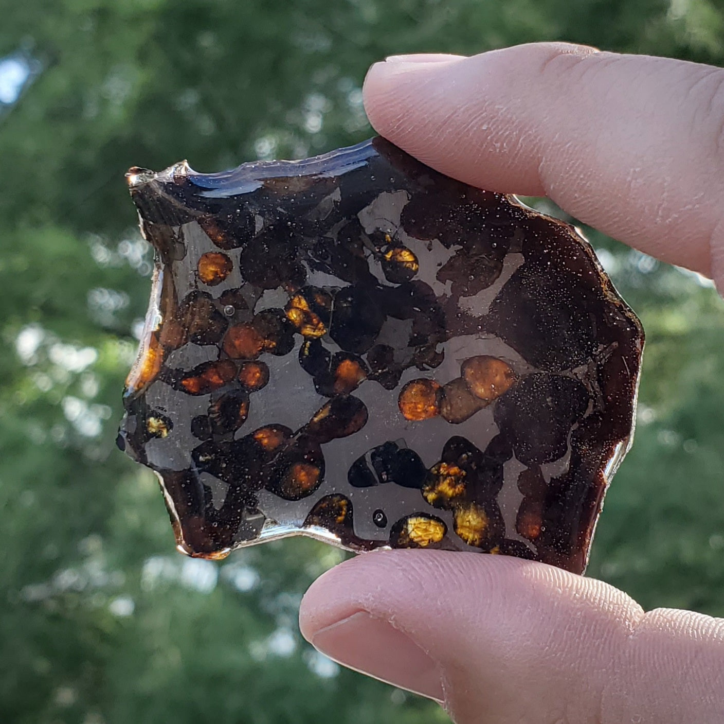 Sericho Pallasite Meteorite Large Slice Specimen MSK2