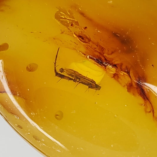 Colombian Amber with Inclusions