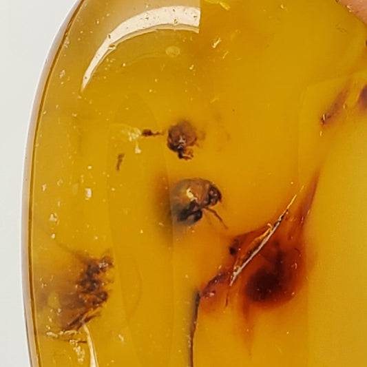 Colombian Amber with Inclusions