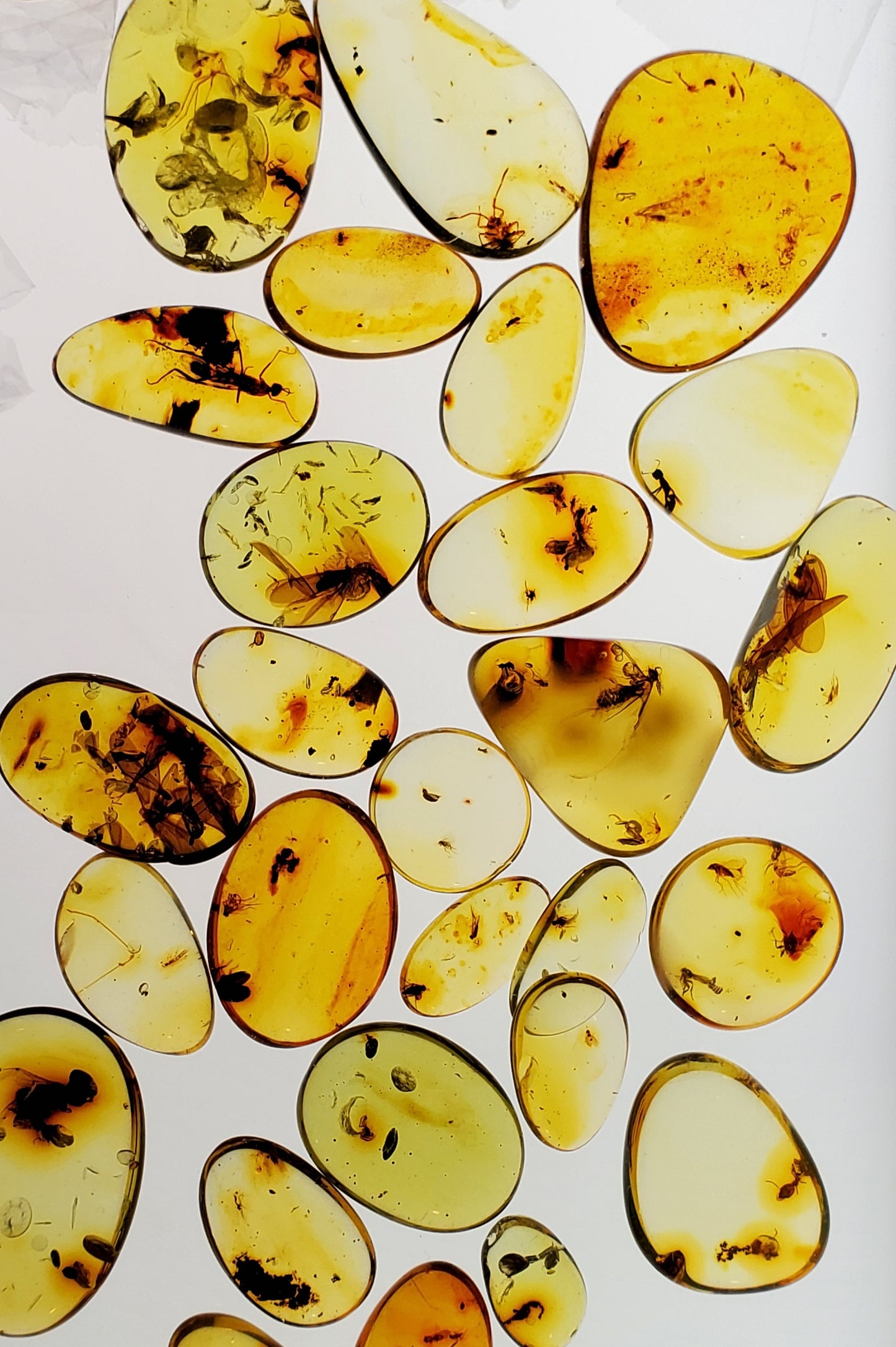 10 Amber Specimens with Insect Inclusions