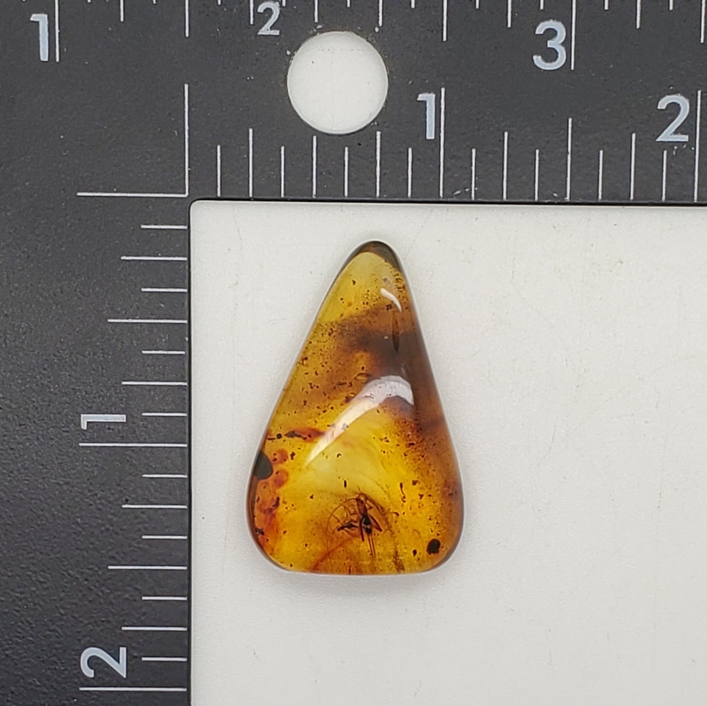 Colombian Amber with 3+ Insects and Inclusions