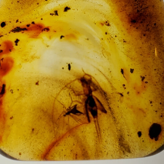 Colombian Amber with 3+ Insects and Inclusions