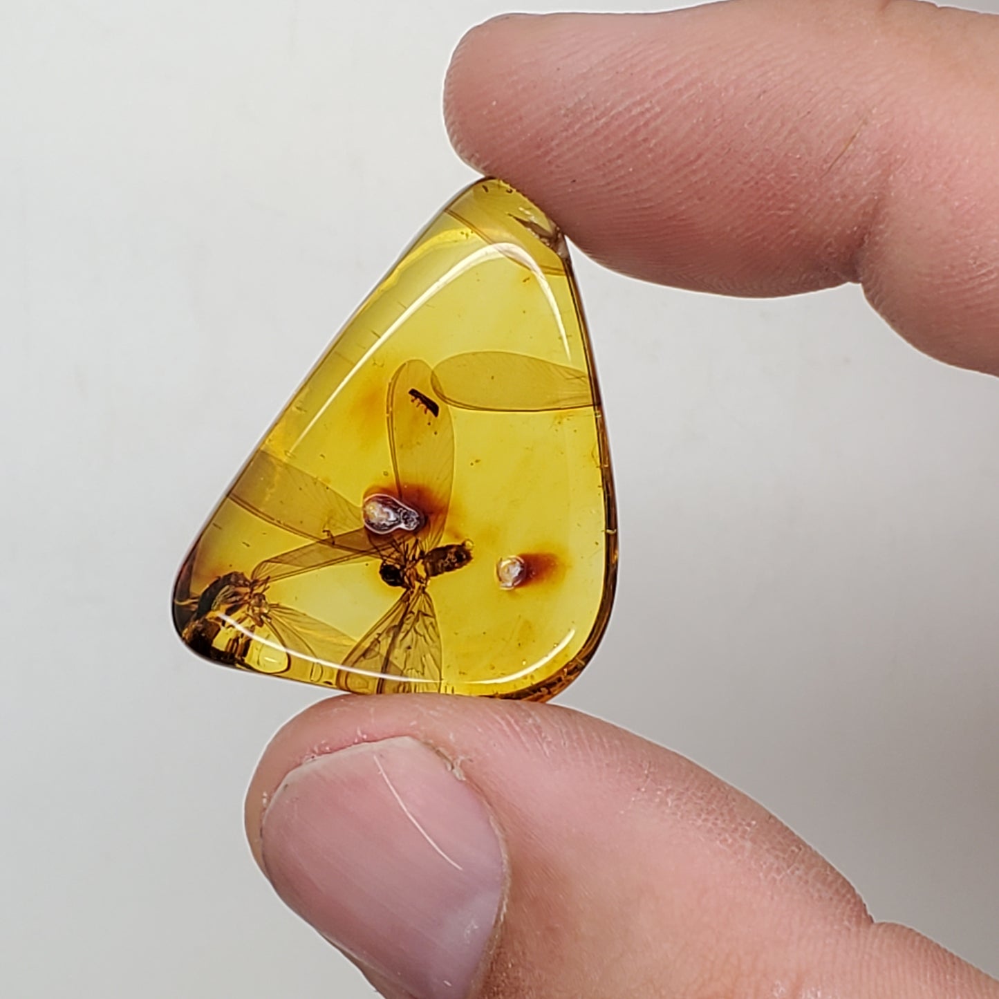 Colombian Amber with 2+ Insects and Inclusions