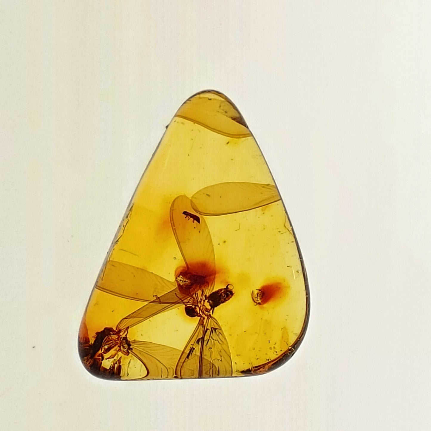 Colombian Amber with 2+ Insects and Inclusions