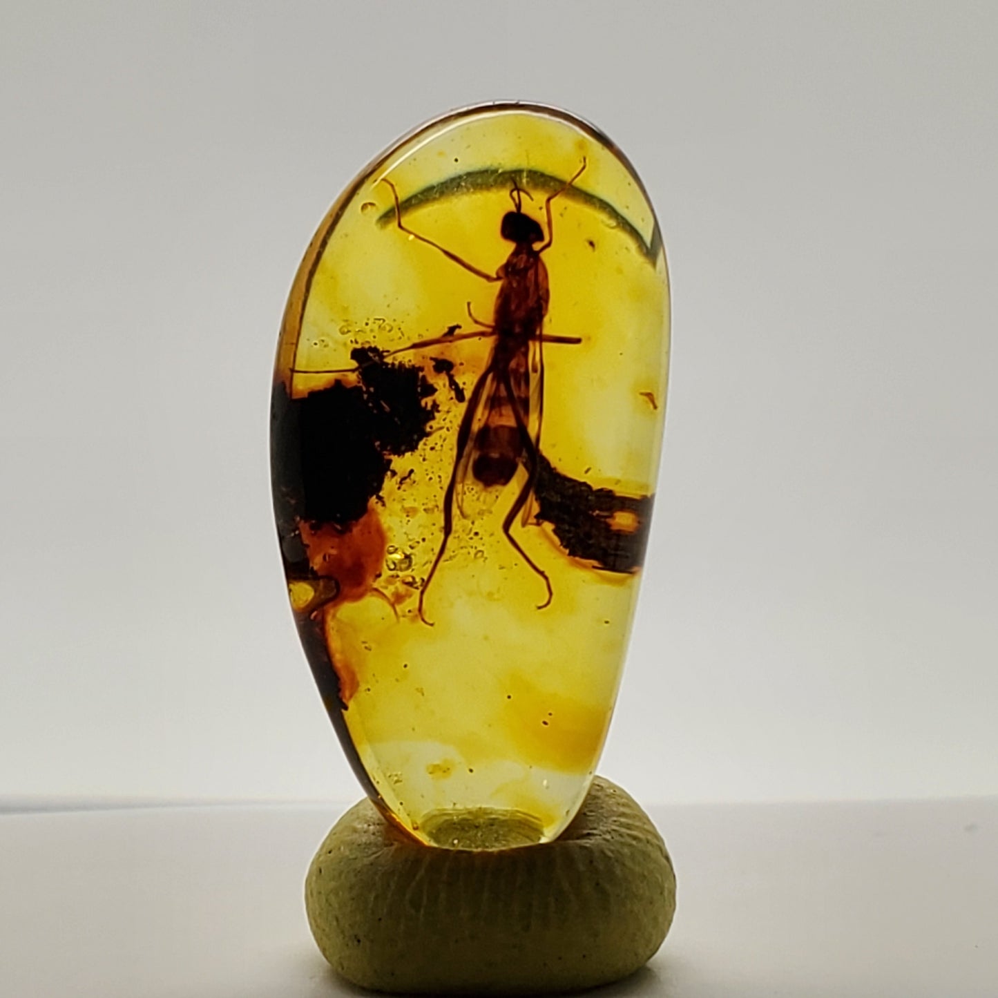 Superb Amber with Insect Inclusion