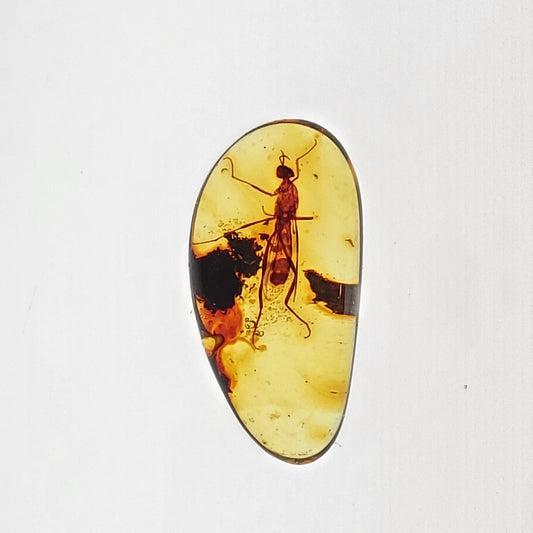 Superb Amber with Insect Inclusion