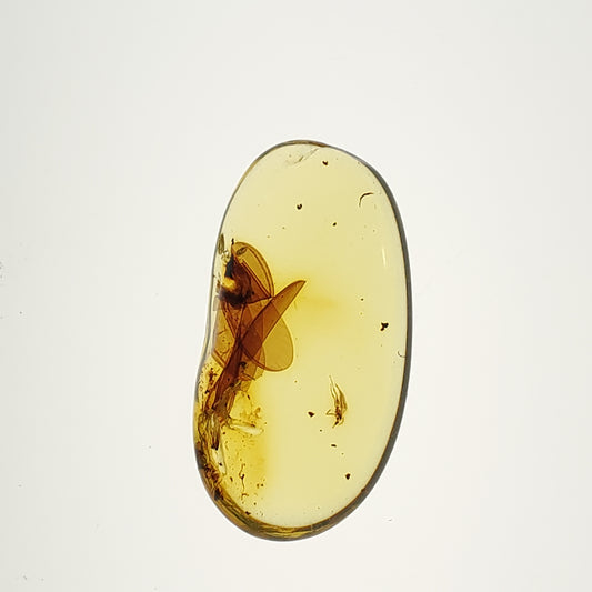 Amber with Insect Parts and Inclusions