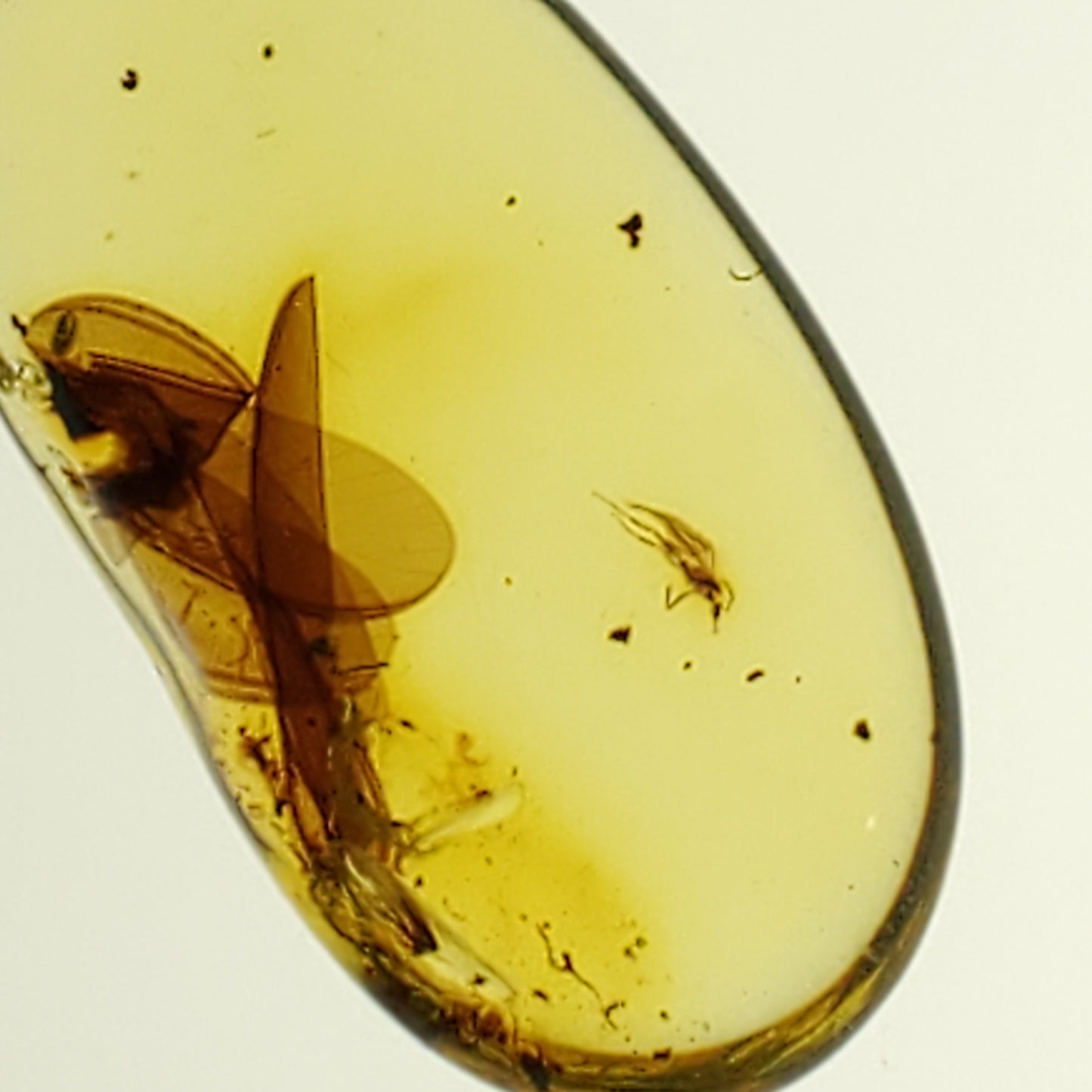 Amber with Insect Parts and Inclusions
