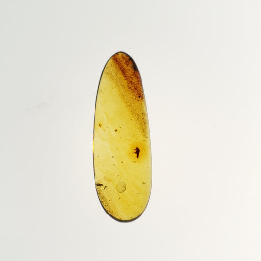 Colombian Amber with Insect and Inclusions