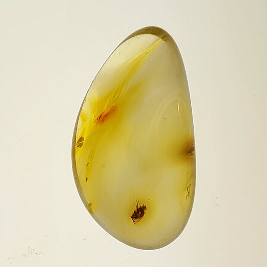 Amber with Inclusions