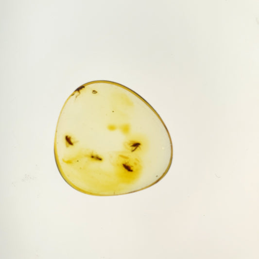 Amber with 4+ Insects and Inclusions