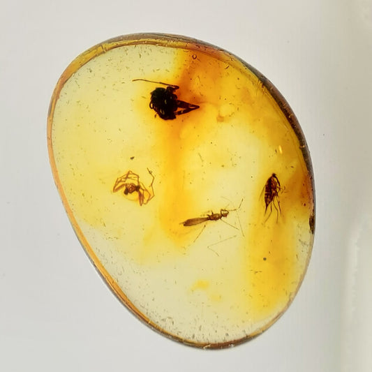 Amber with Mosquito 2 Spiders and Inclusions