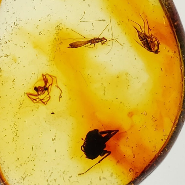 Amber with Mosquito 2 Spiders and Inclusions