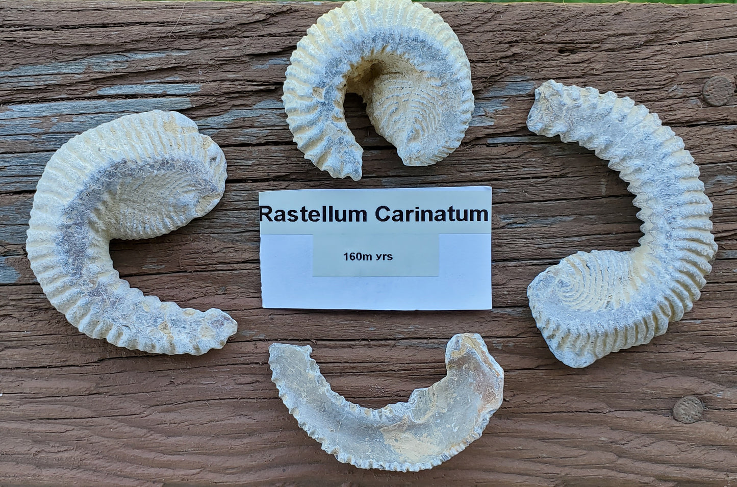 Biting Clam Fossil Halves Rastellum Carinatum
