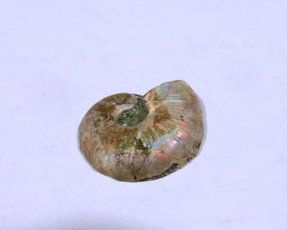 Ammonite Spiral Fossil 10 Pairs