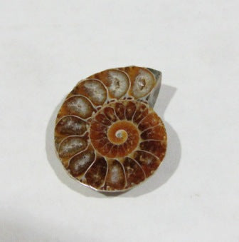 Ammonite Spiral Fossil Single 1 pc - The Meteorite Traders