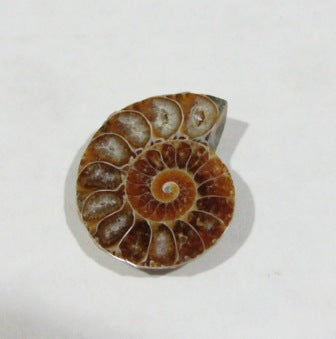 Ammonite Spiral Fossil Pair | 2pcs - The Meteorite Traders