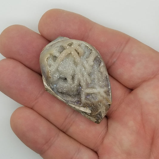 Large Spiralite Aura Fossil - The Meteorite Traders