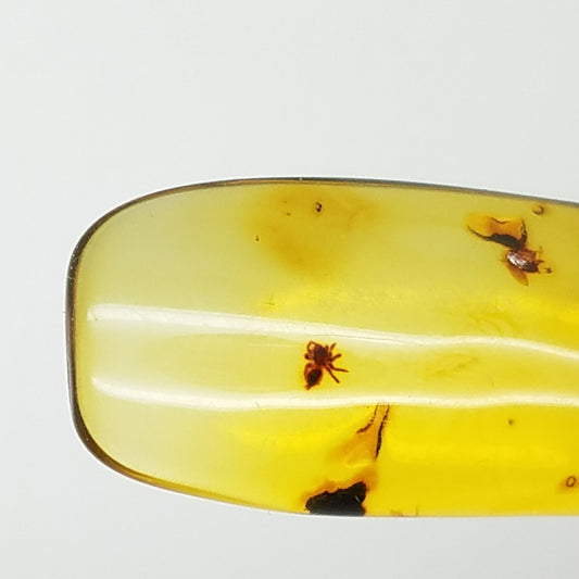 amber specimen 262