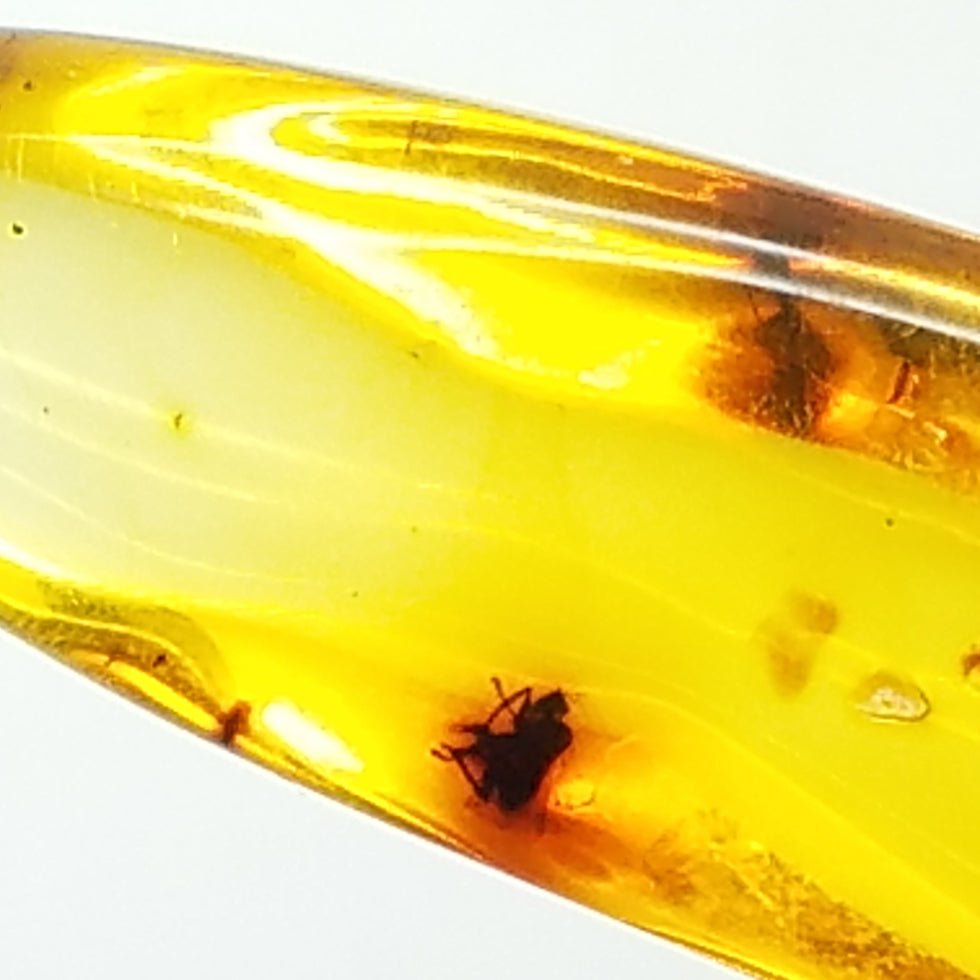amber specimen 262