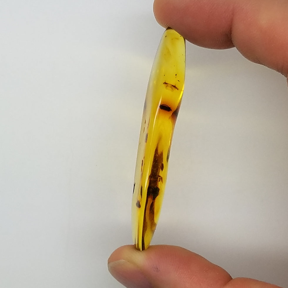 amber specimen 262