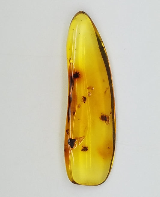 amber specimen 262