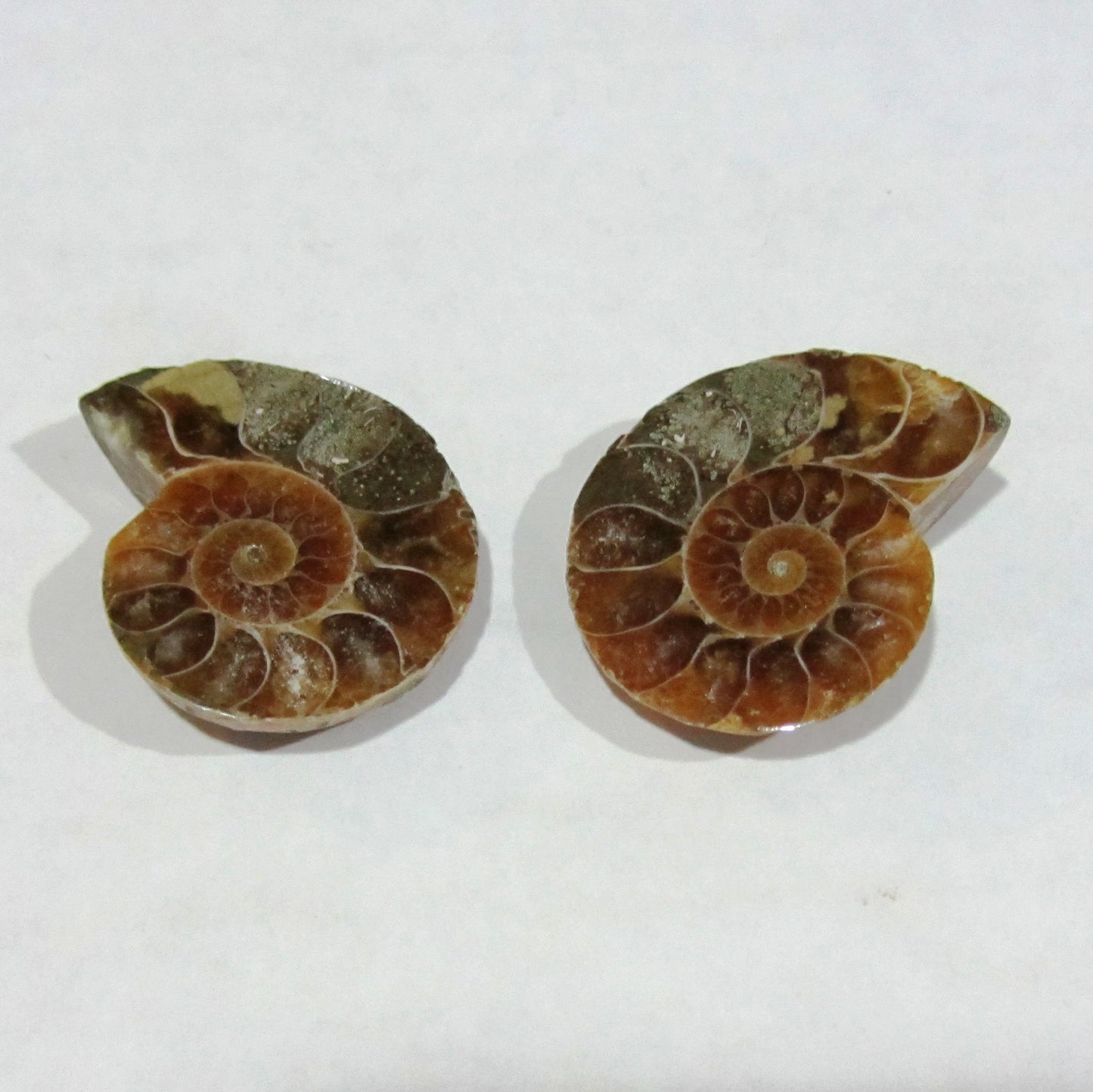 Ammonite Spiral Fossil Pair | 2pcs - The Meteorite Traders