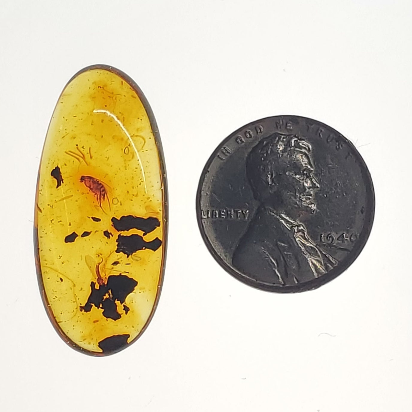 Amber with Insects and Inclusions