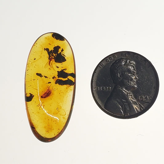 Amber with Insects and Inclusions