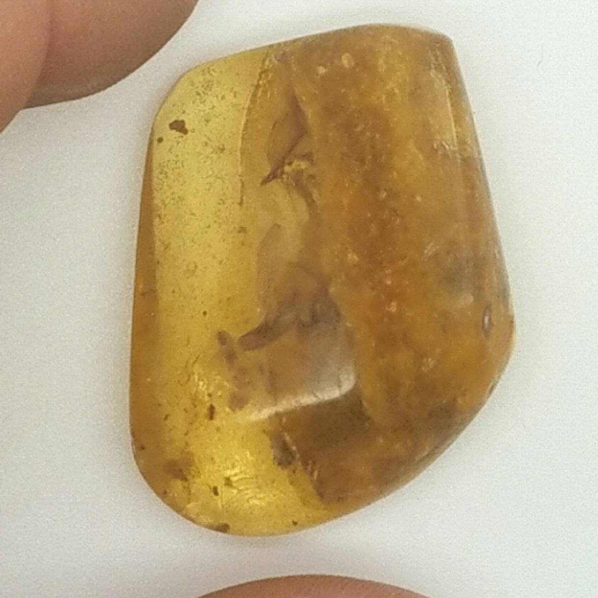 AMBER | Colombia | Polished A-18 | Fossil | Metaphysical |Bugs and Inclusions