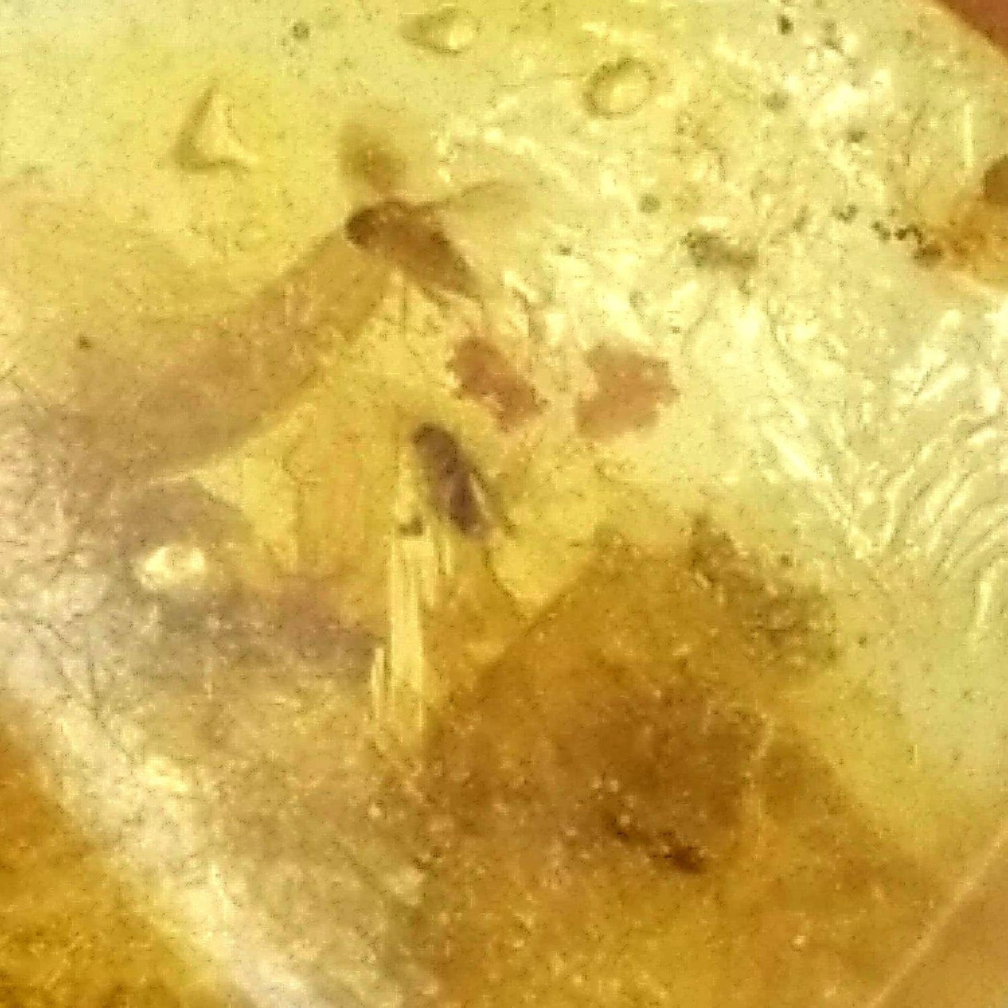 AMBER | Colombia | Polished A-18 | Fossil | Metaphysical |Bugs and Inclusions