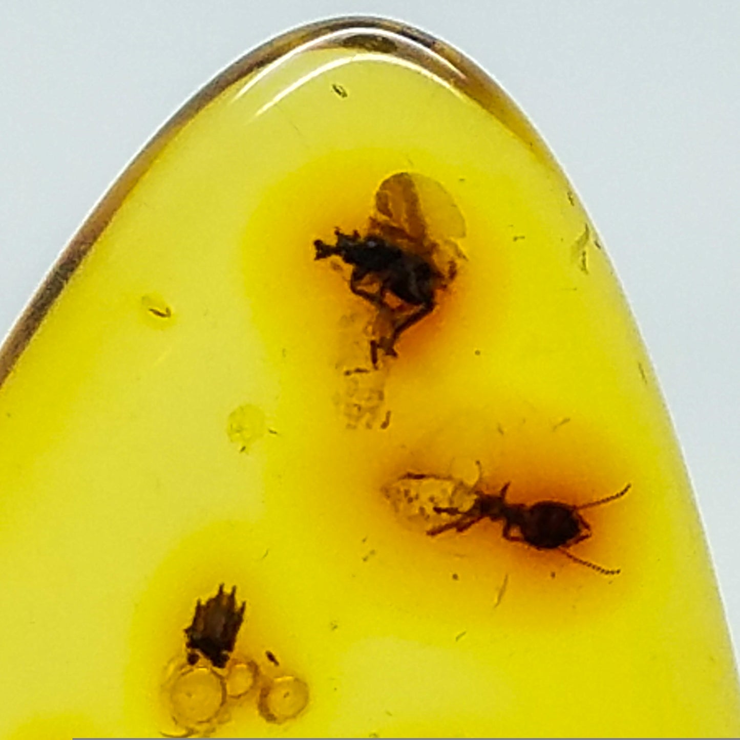 Superb AMBER with 3 Insect Inclusions | Colombia