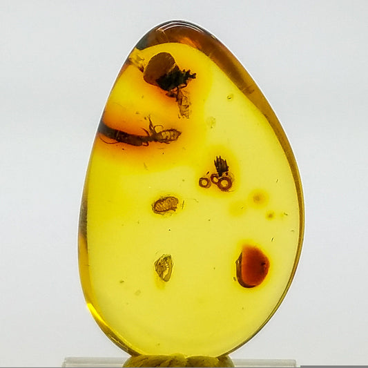 Superb AMBER with 3 Insect Inclusions | Colombia